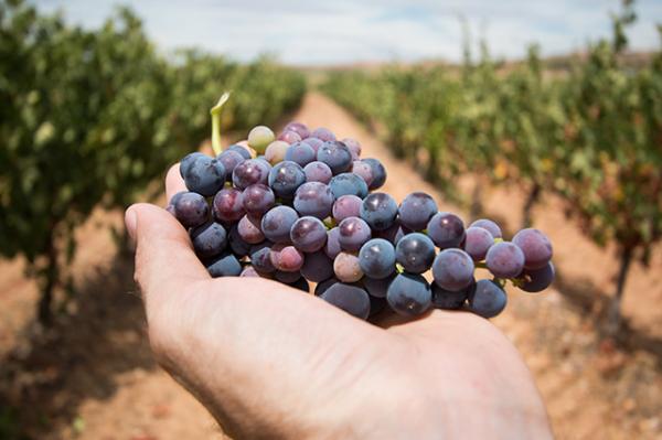 Le contrat de vendanges